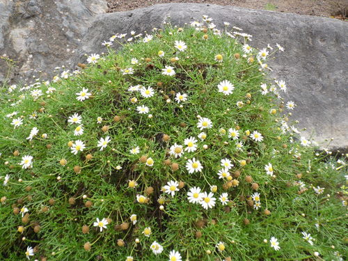 Argyranthemum winteri