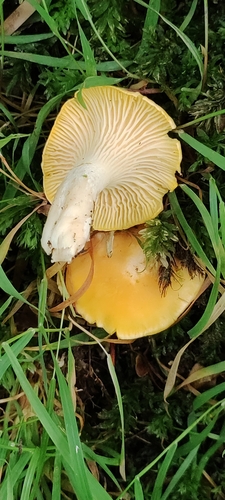 Cantharellus pallens — (c) Jose Castro, some rights reserved (CC BY)