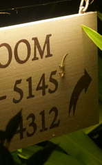 Hemidactylus frenatus