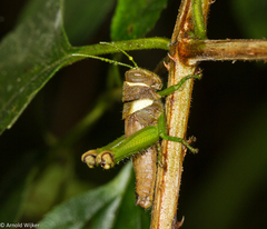 Eritrichius modiglianii