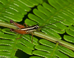 Meltripata antennata