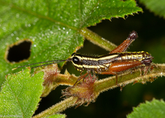 Meltripata antennata