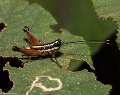 Meltripata antennata