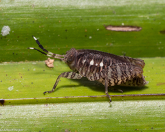 Phaesticus mellerborgi