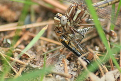 Phanogomphus spicatus