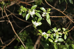 Myoporum petiolatum