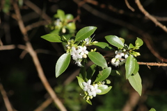 Myoporum petiolatum