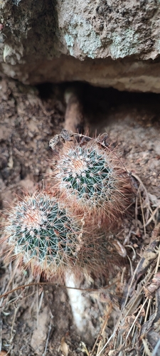 Mammillaria duoformis