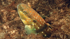 Halfbarred Goby photo 4