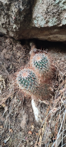 Mammillaria duoformis