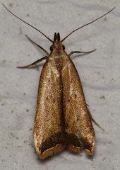 Dichomeris heriguronis