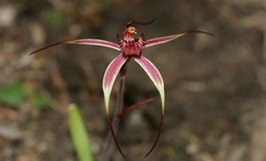 Caladenia caudata