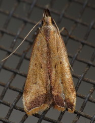 Dichomeris heriguronis