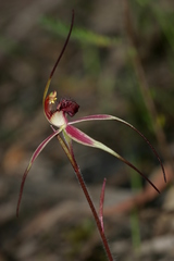 Caladenia caudata