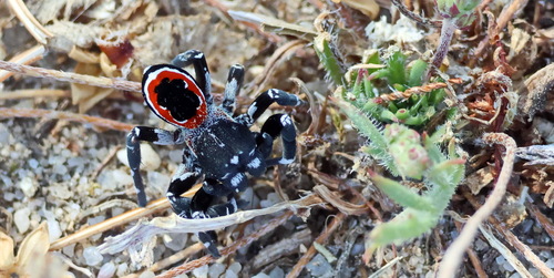 Eresus sedilloti
