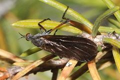 Empis borealis