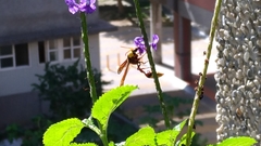 Delta pyriforme pyriforme