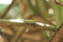 Dendrelaphis