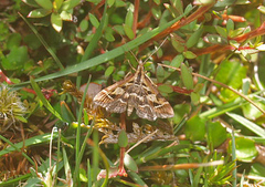 Diasemia grammalis