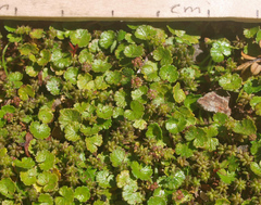 Hydrocotyle microphylla