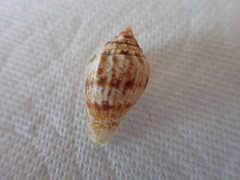 Maculastrombus maculatus