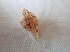 Maculastrombus maculatus