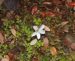 Oxalis magellanica