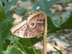 Morpho helenor montezuma