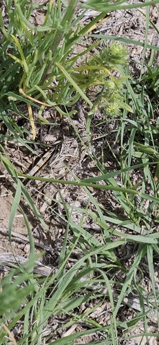 Haldeman's Grasshopper photo 2