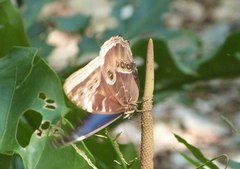 Morpho helenor montezuma