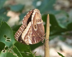 Morpho helenor montezuma