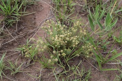 Helichrysum asperum