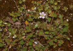 Geranium brevicaule
