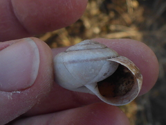 Helminthoglypta umbilicata