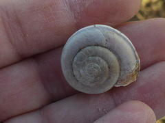 Helminthoglypta umbilicata