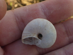 Helminthoglypta umbilicata