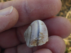 Helminthoglypta umbilicata