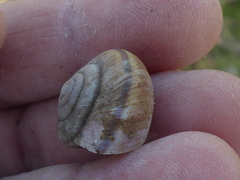 Helminthoglypta umbilicata