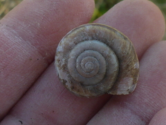 Helminthoglypta umbilicata