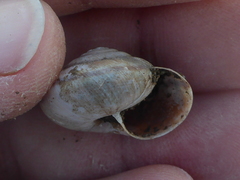 Helminthoglypta umbilicata