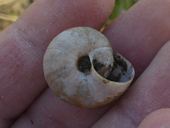 Helminthoglypta umbilicata
