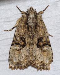 Oligia modica