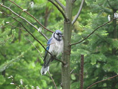 Cyanocitta cristata image
