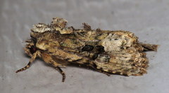 Oligia modica