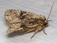 Oligia modica