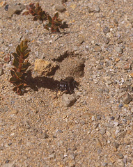 Tachysphex nigerrimus