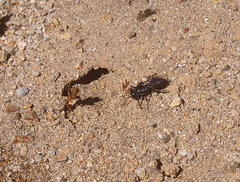 Tachysphex nigerrimus