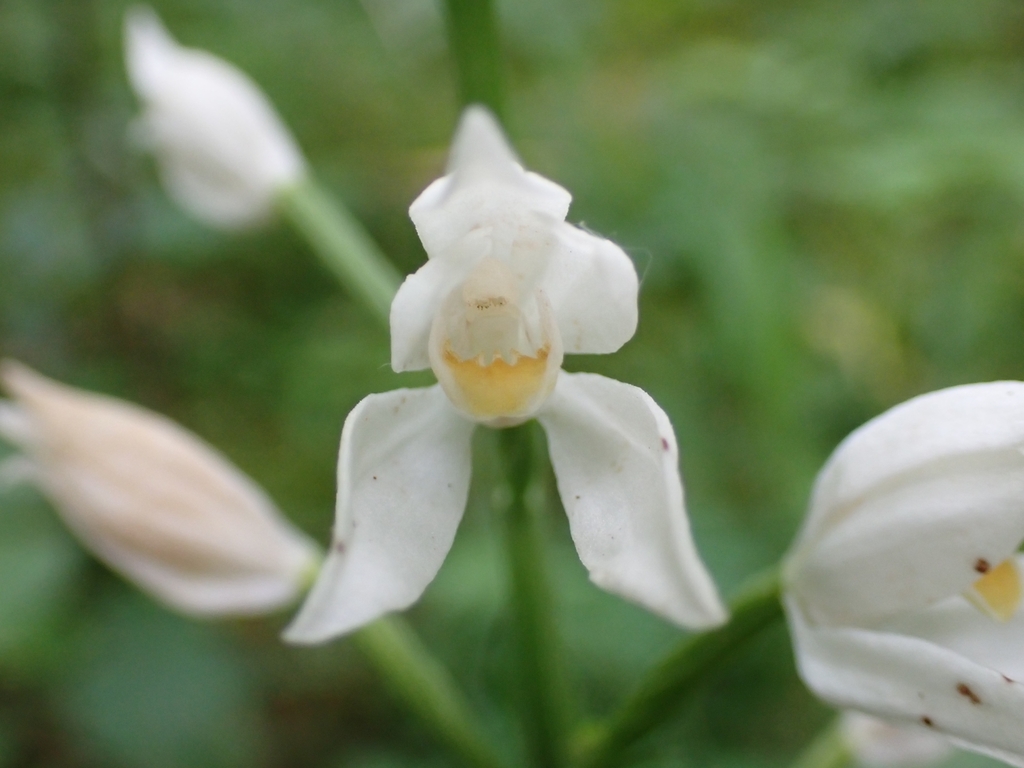 Cephalanthera × schulzei