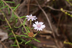 Olearia asterotricha
