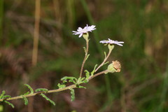 Olearia asterotricha